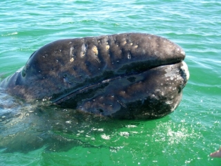 Ballenas de cerca